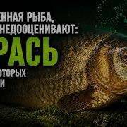 Карась Рыба которую невозможно убить