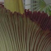 Like A Dead Animal Corpse Flower In Bloom At Denver Botanic Gardens