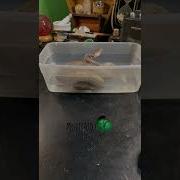 Sometimes Bad Sheds Happen Snakes Shorts Ballpython Snakecare Royalpython Sawa Pyton