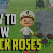 Как выращивать чёрные розы Чёрные розы ACNH Animal Crossing New Horizons Чёрные розы Чёрные