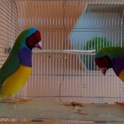 Taniec Godowy Amadyn Wspaniałych Gouldian Finch Courtship Dance