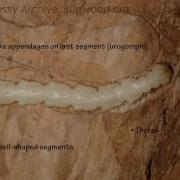 Identifying The Emerald Ash Borer
