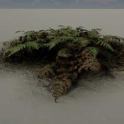 Bracken Fern Speed Tree