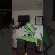 This Trend But Am T00 Late 3 WeeviltheTribrid Dragonpuppets Antizoo