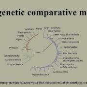 Phylogenetic Comparative Methods