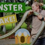 Monster Coastal Carpet Python The Wildlife Twins