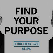 Practical Steps For Finding Your Purpose Dr Jordan Peterson Dr Andrew Huberman