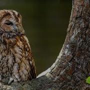 1 Hour Relaxing Owl Sound
