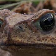 Marine Toads 02 Time Lapse Speed X2