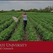 Using A Sweep Net In Field Crops