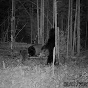 Bear Necessities