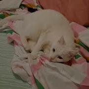 Cute Cat Attacks Bed Sheets