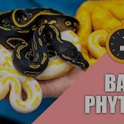 Things To Know About Ball Python In 1 Minute 1 Minute Pet Talk