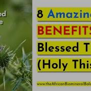 8 GREAT BENEFITS OF BLESSED THISTLE Cninus Benedictus DR SEBI APPROVED Drsebi Drsebi