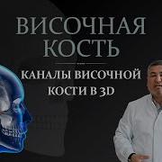 Височная кость Каналы височной кости в 3D 3D Anatomy Of The Skull
