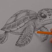 How To Draw A Sea Turtle Sketch Tutorial