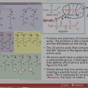 Proteins And Enzymes For Anatomy And Physiology