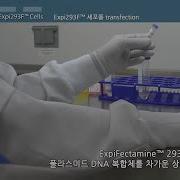 Transient HEK 293 Expression Protocol 한국어