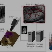 Visual System Central Visual Processing Part 2