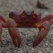 Perilous Red Crab Migration Incredible Animal Journeys National Geographic