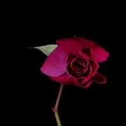 Aesthetic Flower Rose Time Lapse From Birth To Death