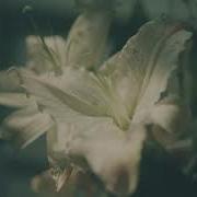 Inference I Fog Lake Slowed