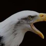 Call Of A Bald Eagle