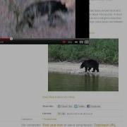 Embedding A Video Into A WordPress Blog