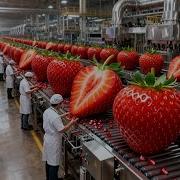 Inside A Modern Strawberry Jam Factory From Fresh Strawberries To Gourmet Preserves Full Process