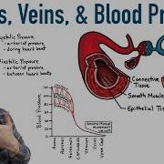Arteries Veins And Blood Pressure