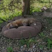 Finnegan Fox Friday Episode 2