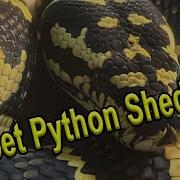 Carpet Python Shedding Snake Shedding