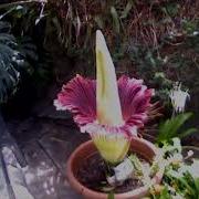 Corpse Flower Blooming Time Lapse Cincinnati Zoo