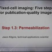1 3 Permeabilization Fixed Cell Imaging 5 Steps For Publication Quality Images