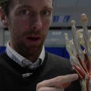 Hand Wrist Bones Muscles Of The Hand