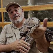 Pulling Giant Python Eggs With A Newbie