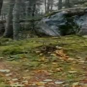 Breathing Forest Scientific Reason Forest Breathing Natural Phenomenon Breathing Trees