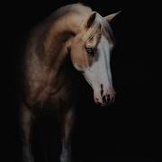 Take Me To Church Horse Edit