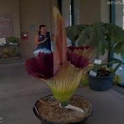 2019 Corpse Flower Time Lapse The Huntington