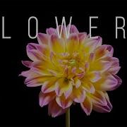 Beautiful Flowers Collection Time Lapse Of Blooming Flowers Floral Time Lapse 4k Video UHD