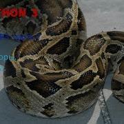 PYTHON 3 6 Урок 3 часть 2 ОПЕРАТОРЫ ЧИСЛА