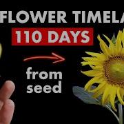 I Grew Sunflower From Seed Indoors 110 Days Timelapse