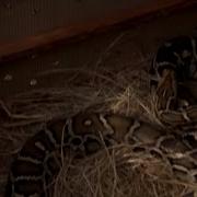 Pet Python Attack National Geographic