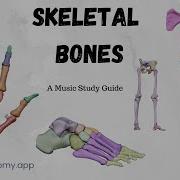 Skeletal Bones 2024 Study Songz Memorize Those Bones