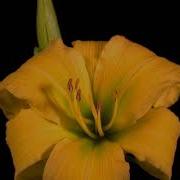 TF122 Time Lapse Flower FREE FOOTAGE