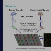 Express Yourself Transcriptomics From Sample To Counts 2023 EMSL Summer School Day 4