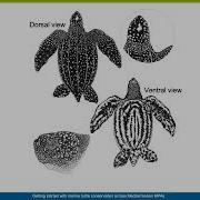 Getting Started With Marine Turtle Conservation Across Mediterranean MPAs Biology