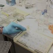 Immunocytochemistry ICC Video Protocol Series
