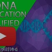 Репликация ДНК Часть 2
