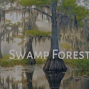 Swamp Forest A Peaceful Nature Film With Relaxing Music Yt Nature New Ai Relaxingmusic